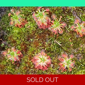 Drosera pallacea TRUE TYPE, 10+ gemmae